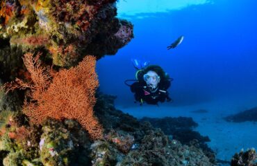 El Pleno apoya la candidatura de Nerja y Almuñécar para acoger el Campeonato Mundial de Fotografía y Vídeo Subacuático